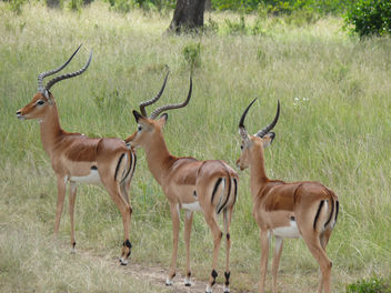 Gazelles - image gratuit #307179 