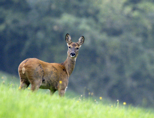 Eye Contact, Roe Deer, Cotswolds, Gloucestershire - image gratuit #307199 