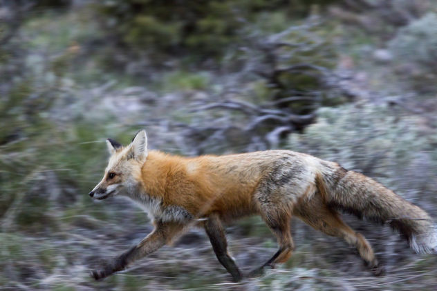 Fox in motion - Free image #307209