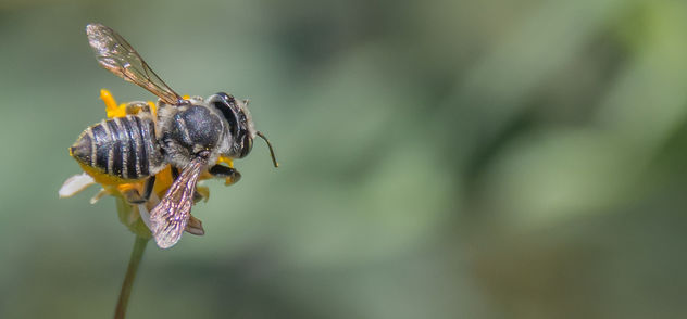 Genus Megachile Bee. - image gratuit #307239 