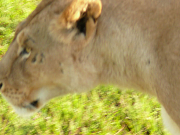 Lioness in the Mara ! - Free image #307249