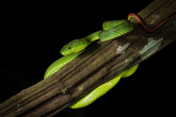 Trimeresurus popeorum, Pope's pit viper (female) - Kaeng Krachan National Park - image #307259 gratis