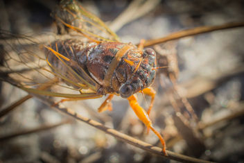 Cicada. - Free image #307309