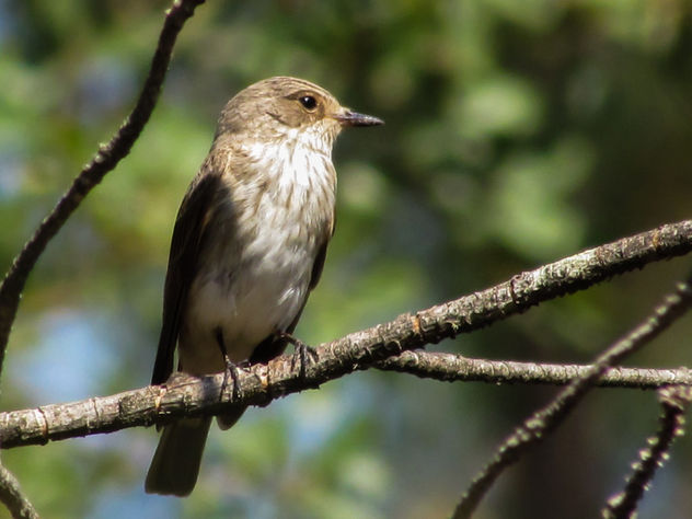Spotted Flycatcher - Kostenloses image #307389