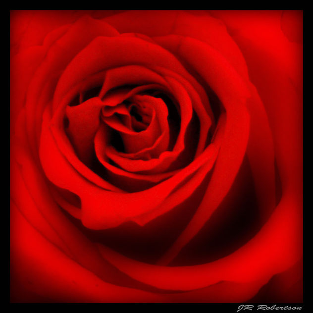 A Rose for LuAnn - Kostenloses image #307779