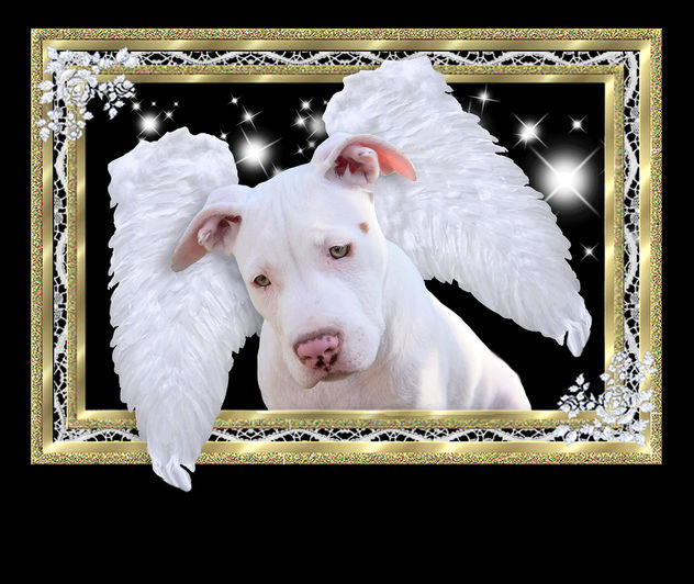Framed White Puppy Dog Angel with Wings, Luna, American Pit Bull Terrier, Staffordshire, In Heaven from the Rainbow Bridge - Free image #308349