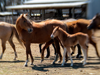 Spring Foal - (EXPLORE 3/12/2011) - Free image #308889