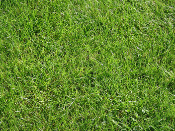 Grass - image #309559 gratis