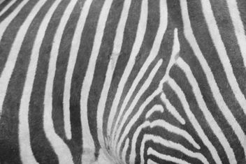 Zebra Pattern - Kostenloses image #309839
