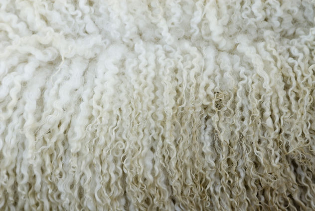 Sheep's Wool 354 (Free Texture) - Free image #311489