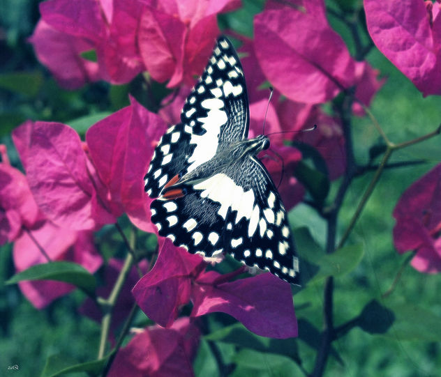 Butterfly on Bougainvillea - image #313239 gratis