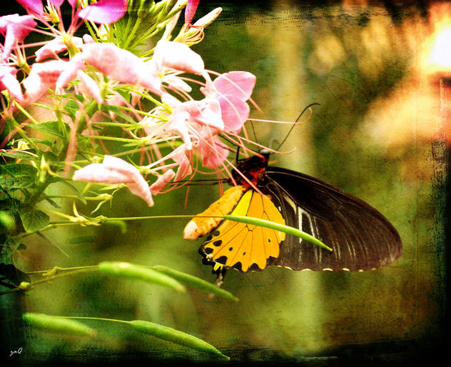 Spread your wings and prepare to fly, for you have become a butterfly.. - Free image #313329