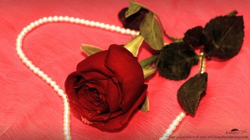 Love in saint valentines breeze with rose flower#3 [Happy Valentines Day] - Free image #320349