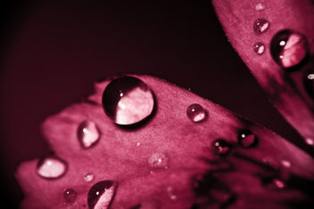 Petal Droplet - Kostenloses image #321139