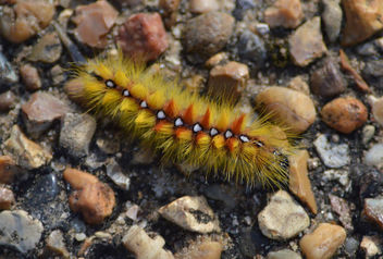 sycamore moth catarpillar - image gratuit #321579 