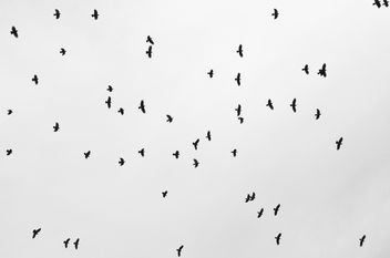 crows - Free image #323209