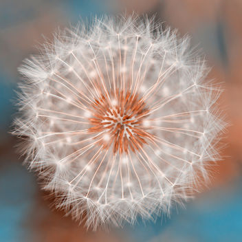 Dandelion Plasma - Kostenloses image #324749