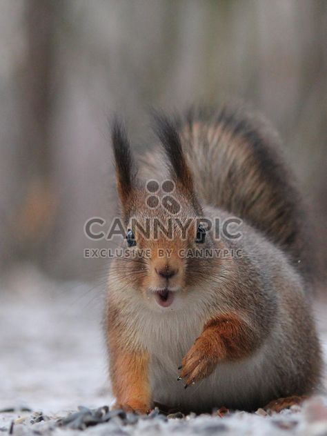 Squirrel close up - Free image #326549
