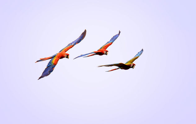 Flying Parrots - Free image #326839