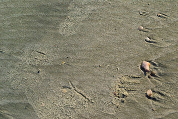 Atlantic beach bird track and shells - Free image #326989