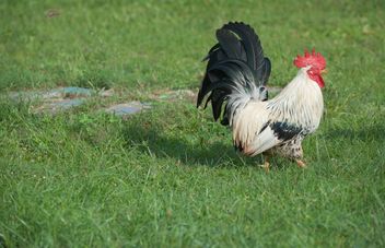 Rooster on grass - image gratuit #328069 