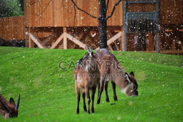 deer grazing on the grass - image gratuit #328089 