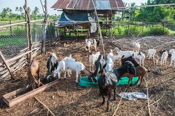 goats on a farm - image gratuit #328119 