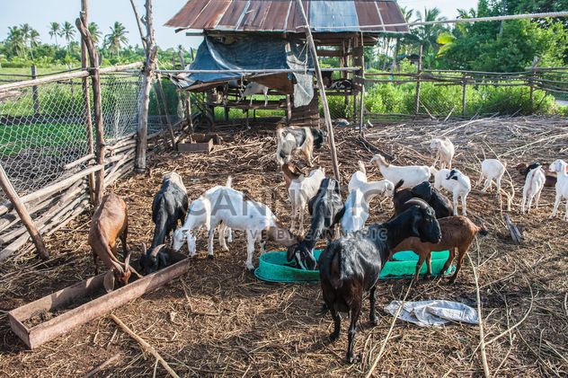 goats on a farm - image gratuit #328119 