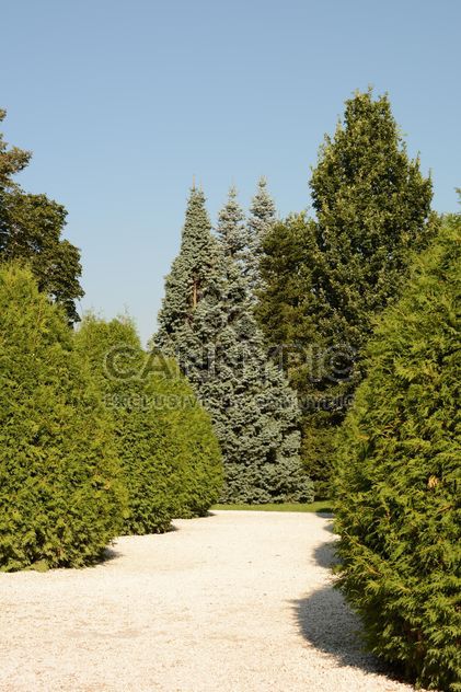 spruces in Park - Free image #328439
