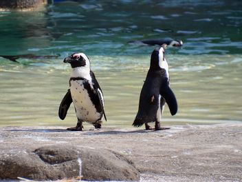 Group of penguins - Free image #328469
