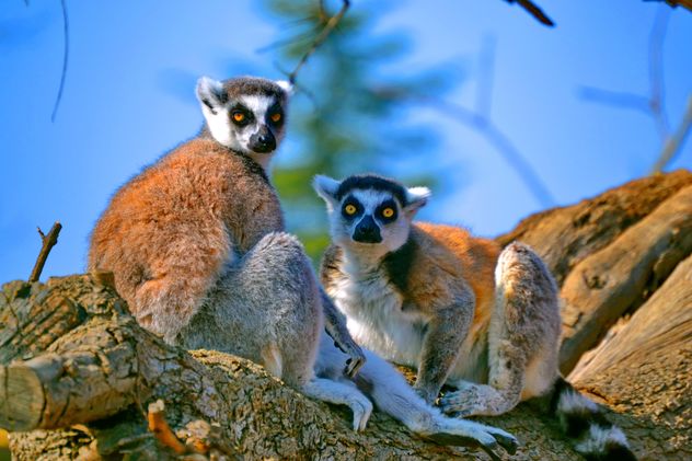 Lemur close up - Free image #328489