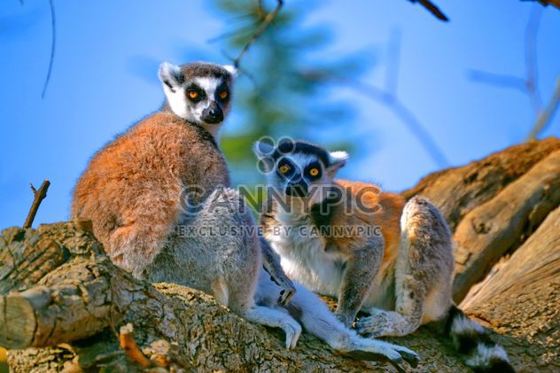 Lemur close up - image gratuit #328489 