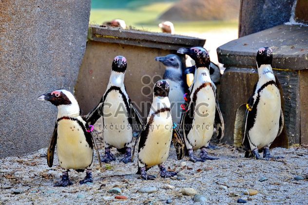 Group of penguins - Free image #328509