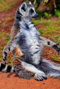 lemur sunbathing - image gratuit #328519 