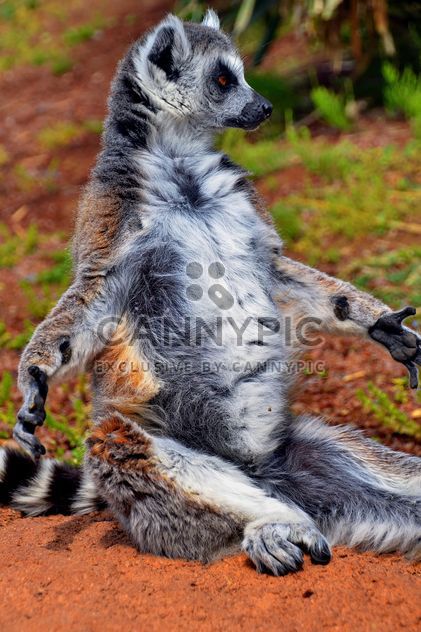 lemur sunbathing - image #328519 gratis