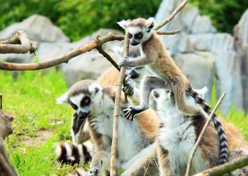 Family of Lemure - Kostenloses image #328529