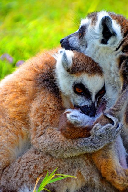 family of lemurs - Free image #328539