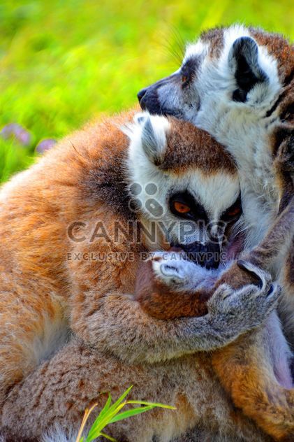 family of lemurs - бесплатный image #328539