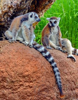 Lemures in park - Free image #328549