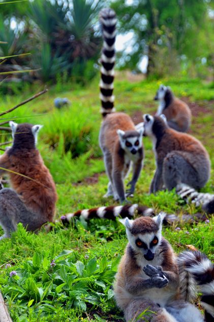 Lemurs close up - Free image #328559