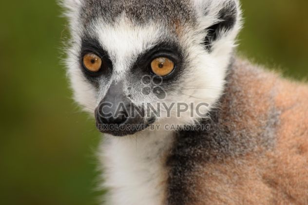 Lemur close up - Free image #328579