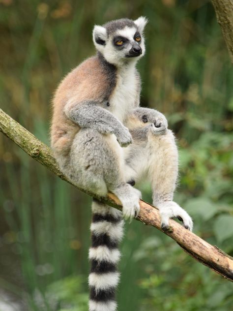 Lemur close up - Free image #328589