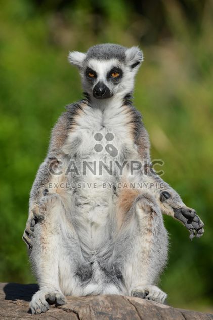 Lemur close up - image #328619 gratis