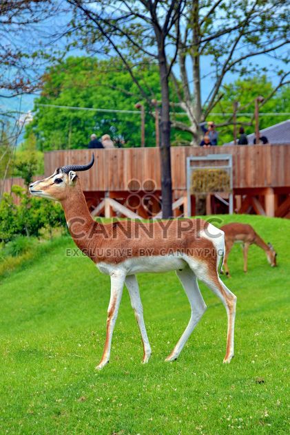 antelope in the park - image #328639 gratis