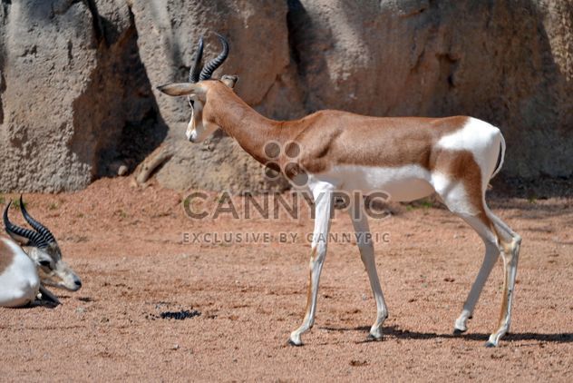 Antelope kid - image gratuit #328649 