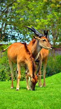 couple of antelope - image #328659 gratis