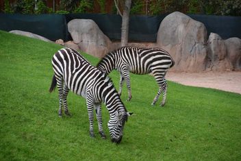 zebras on park lawn - image gratuit #329019 