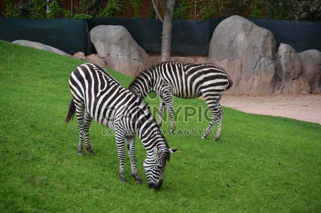 zebras on park lawn - image gratuit #329019 