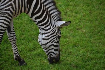 zebras on park lawn - image gratuit #329029 
