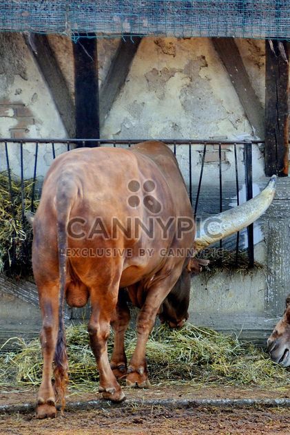 Watusi bull on farm - image gratuit #329049 
